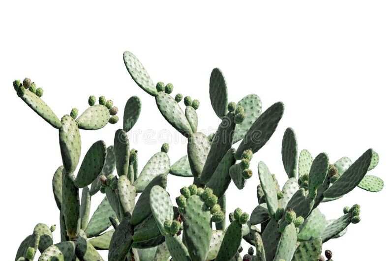 composition element Neoveris - prickly pear
